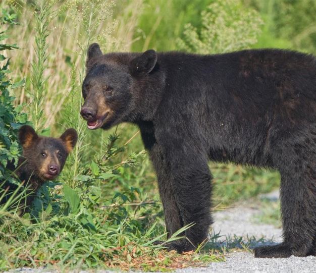 Bear Safety Awareness