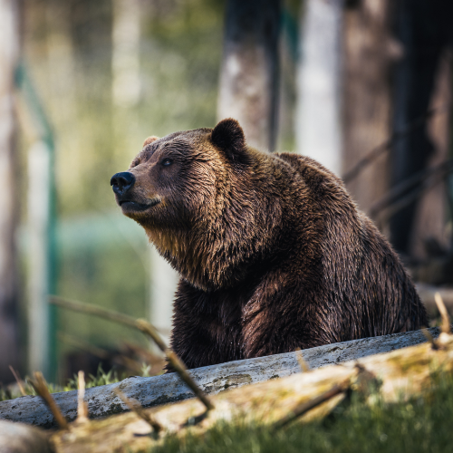 Bear Safety Awareness