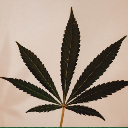 Cannabis Awareness in the Workplace